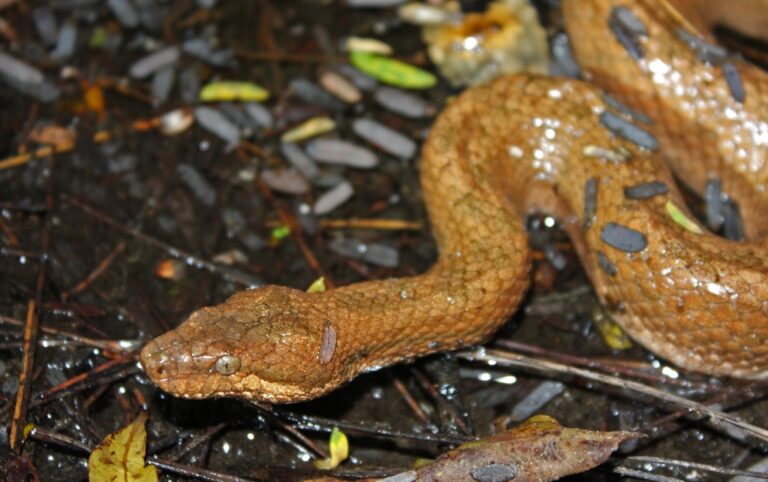 Estudiante de la UASD descubre nueva serpiente