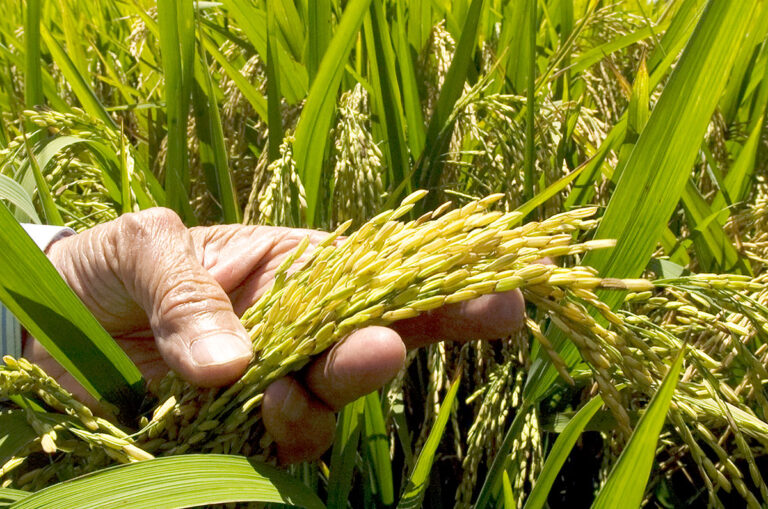 Advierten precio del arroz podría llegar a 150 pesos la libra