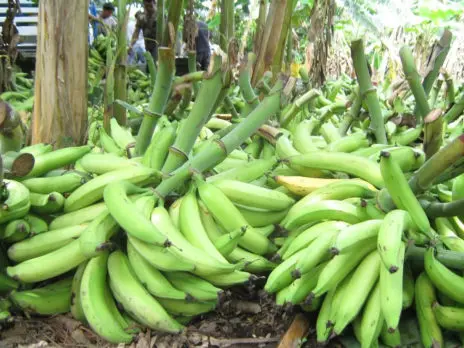 Gobierno suspende exportación de plátanos para garantizar estabilidad de los precios